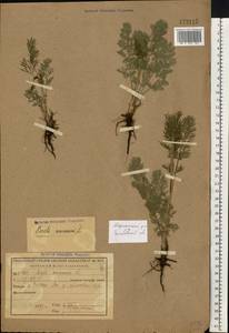 Жабрица однолетняя L., Восточная Европа, Центральный лесостепной район (E6) (Россия)