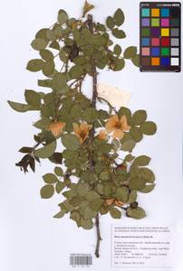 Шиповник бальзамический Besser, Восточная Европа, Центральный лесостепной район (E6) (Россия)