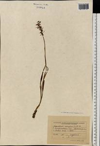 Кокушник длиннорогий (L.) R.Br., Восточная Европа, Западно-Украинский район (E13) (Украина)