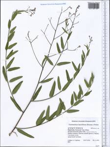 Poacynum lancifolium (Russanov) Mavrodiev, Laktionov & Yu. E. Alexeev, Средняя Азия и Казахстан, Западный Тянь-Шань и Каратау (M3) (Киргизия)