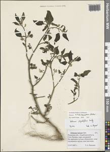 Solanum nitidibaccatum Bitter, Восточная Европа, Центральный район (E4) (Россия)