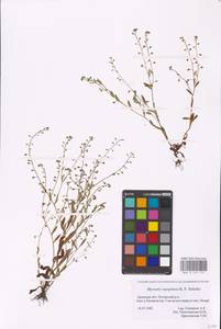 MHA 0 153 117, Myosotis laxa subsp. laxa, Восточная Европа, Западный район (E3) (Россия)