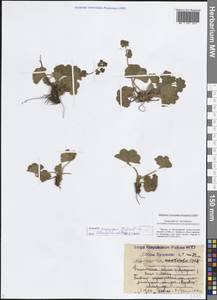 Манжетка близкая H.Lindb. ex Juz., Восточная Европа, Центральный район (E4) (Россия)