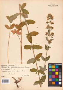 Зверобой волосистый, Зверобой жестковолосый L., Восточная Европа, Московская область и Москва (E4a) (Россия)