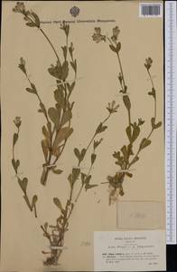 Silene rubella subsp. segetalis (Dufour) Nyman, Западная Европа (EUR) (Италия)