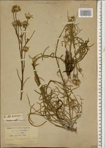 Наголоватка предкавказская (Sosn.) Iljin, Кавказ, Краснодарский край и Адыгея (K1a) (Россия)