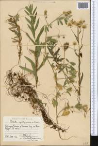 Повилика тимьянная (L.) L., Средняя Азия и Казахстан, Западный Тянь-Шань и Каратау (M3) (Киргизия)