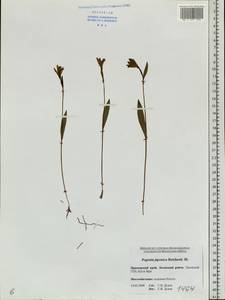 Бородатка японская Rchb.f., Сибирь, Дальний Восток (S6) (Россия)