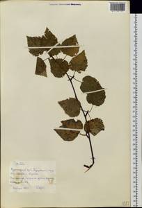 Береза, Сибирь, Центральная Сибирь (S3) (Россия)