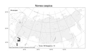 Nonea caspica, Нонея каспийская (Willd.) G. Don, Атлас флоры России (FLORUS) (Россия)