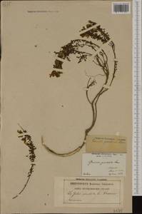 Cytisus decumbens (Durande)Spach, Западная Европа (EUR) (Франция)
