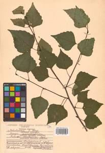 Betula pendula subsp. mandshurica (Regel) Ashburner & McAll., Сибирь, Дальний Восток (S6) (Россия)