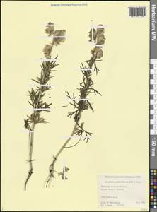 Борец скученноцветковый (DC.) Gáyer, Кавказ, Дагестан (K2) (Россия)