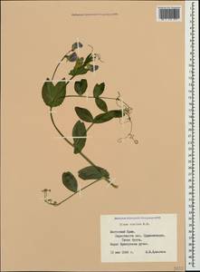 Lathyrus oleraceus Lam., Крым (KRYM) (Россия)