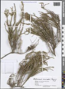 Сарсазан шишковатый (Pall.) M.Bieb., Африка (AFR) (Марокко)
