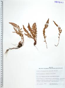 Вудсия эльбская (L.) R.Br., Сибирь, Дальний Восток (S6) (Россия)