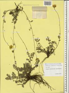 Archanthemis marschalliana subsp. marschalliana, Кавказ, Северная Осетия, Ингушетия и Чечня (K1c) (Россия)