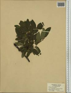 Nothofagus alpina (Poepp. & Endl.) Oerst., Австралия и Океания (AUSTR) (Новая Зеландия)