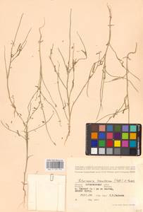 Литвиновия тончайшая (Pall.) Woronow ex Pavlov, Восточная Европа, Нижневолжский район (E9) (Россия)