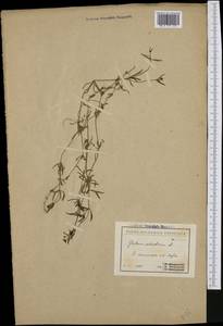 Galium sylvaticum L., Западная Европа (EUR) (Болгария)