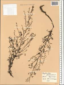 Phyllanthus pentandrus Schumach. & Thonn., Африка (AFR) (Мали)