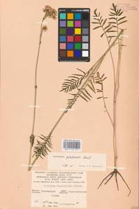 Valeriana pratensis subsp. angustifolia (Soó) Kirschner, Buttler & Hand, Восточная Европа, Северо-Украинский район (E11) (Украина)
