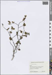 Вяз малый Mill., Крым (KRYM) (Россия)