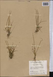 Triglochin scilloides (Poir.) Mering & Kadereit, Америка (AMER) (Канада)