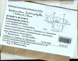 Lophocolea heterophylla (Schrad.) Dumort., Гербарий мохообразных, Мхи - Центральное Нечерноземье (B6) (Россия)