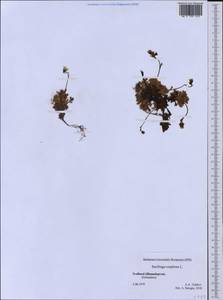 Камнеломка дернистая L., Западная Европа (EUR) (Шпицберген и Ян-Майен)