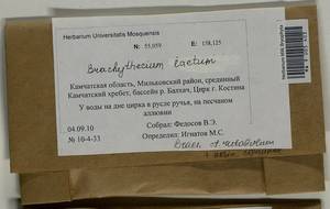 Brachythecium laetum (Brid.) Schimp., Гербарий мохообразных, Мхи - Чукотка и Камчатка (B21) (Россия)