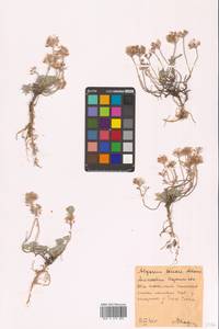 Бурачок ленский Adams, Восточная Европа, Центральный лесостепной район (E6) (Россия)