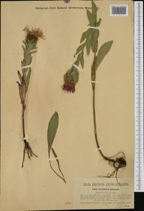 Centaurea nervosa Willd., Западная Европа (EUR) (Италия)
