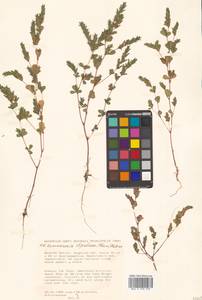 Куммеровия прилистниковая (Maxim.) Makino, Сибирь, Дальний Восток (S6) (Россия)