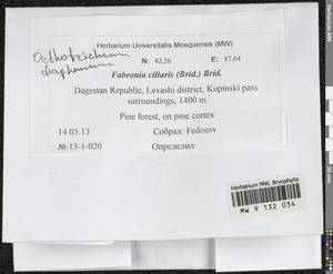 Orthotrichum diaphanum Schrad. ex Brid., Гербарий мохообразных, Мхи - Северный Кавказ и Предкавказье (B12) (Россия)