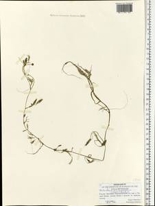 Лютик Кауфмана, Шелковник Кауфмана P.Clerc, Восточная Европа, Средневолжский район (E8) (Россия)