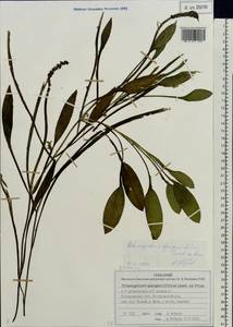 Potamogeton × sparganiifolius Laest. ex Fr., Восточная Европа, Центральный лесной район (E5) (Россия)