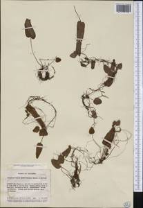 Elaphoglossum proliferans Maxon & C. V. Morton, Америка (AMER) (Колумбия)