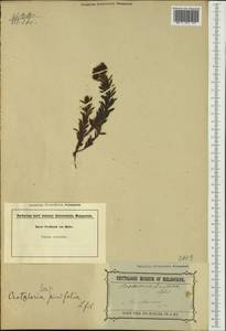 Crotalaria linifolia L.f., Австралия и Океания (AUSTR) (Австралия)
