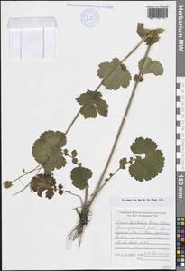 Гравилат широколопастной Sommier & Levier, Кавказ, Черноморское побережье (от Новороссийска до Адлера) (K3) (Россия)