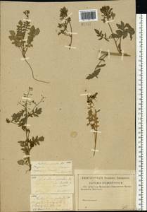 Жерушник болотный (L.) Besser, Восточная Европа, Средневолжский район (E8) (Россия)