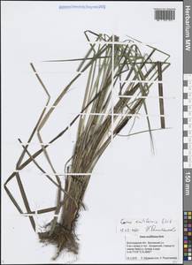 Осока заостренная Ehrh., Восточная Европа, Нижневолжский район (E9) (Россия)