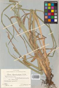 Carex utriculata Boott, Сибирь, Дальний Восток (S6) (Россия)