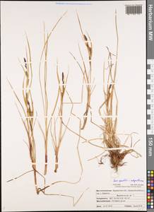 Carex aquatilis × subspathacea, Восточная Европа, Северный район (E1) (Россия)