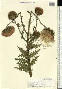 Чертополох поникший L., Восточная Европа, Центральный лесостепной район (E6) (Россия)