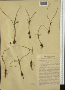 Romulea ramiflora Ten., Западная Европа (EUR) (Италия)