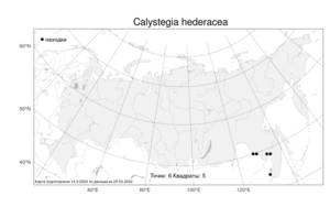 Calystegia hederacea, Повой плющевидный Wall., Атлас флоры России (FLORUS) (Россия)