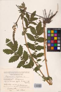 Репешок высокий Wallr., Восточная Европа, Центральный район (E4) (Россия)