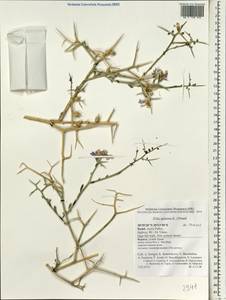 Zilla spinosa (L.) Prantl, Зарубежная Азия (ASIA) (Израиль)