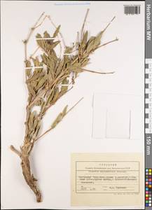 Clematis asplenifolia Schrenk ex Fisch. & C. A. Mey., Средняя Азия и Казахстан, Северный и Центральный Тянь-Шань (M4) (Киргизия)